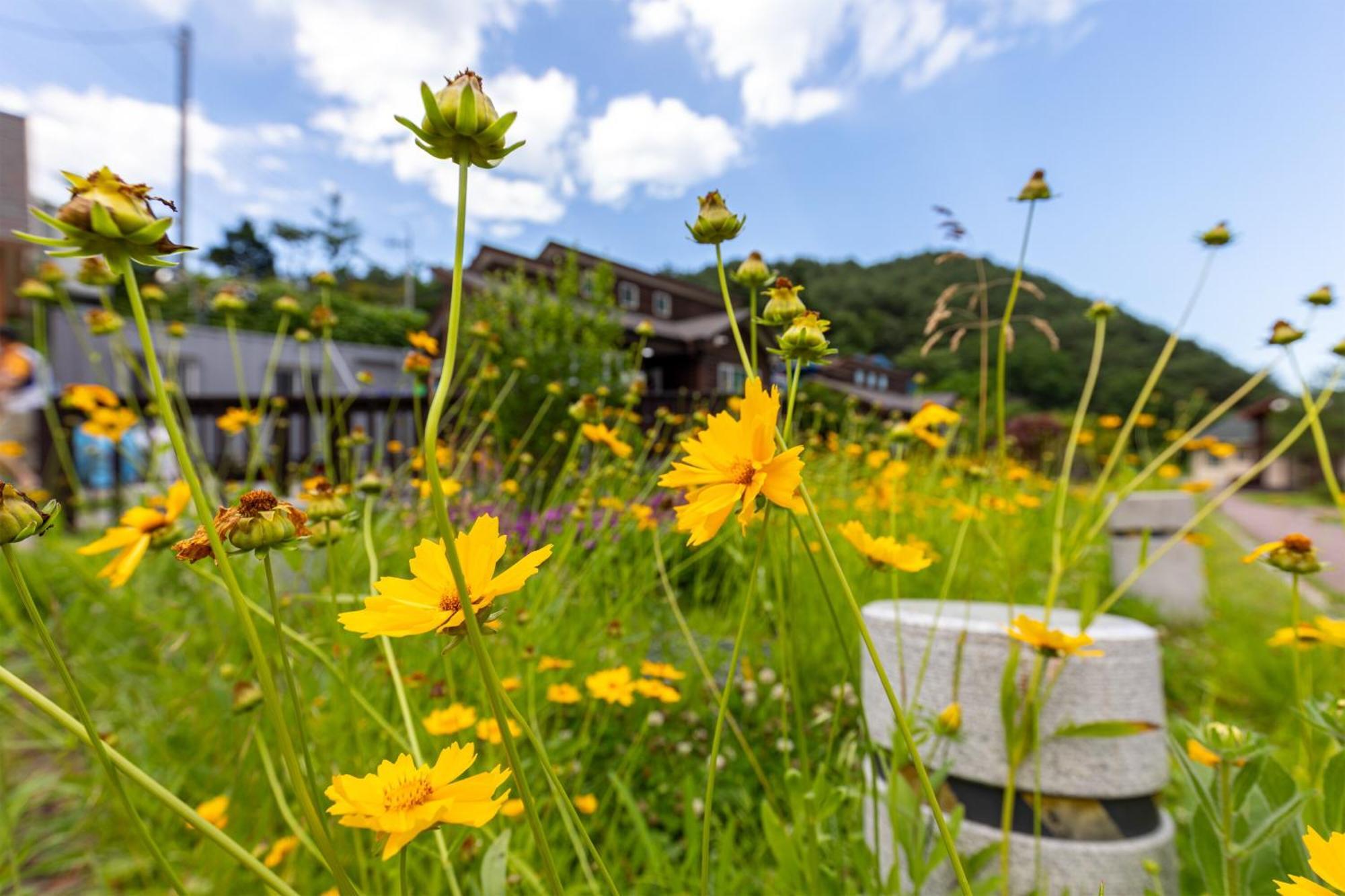 Gangneung Yasaenghwa Maeul Hotel Luaran gambar