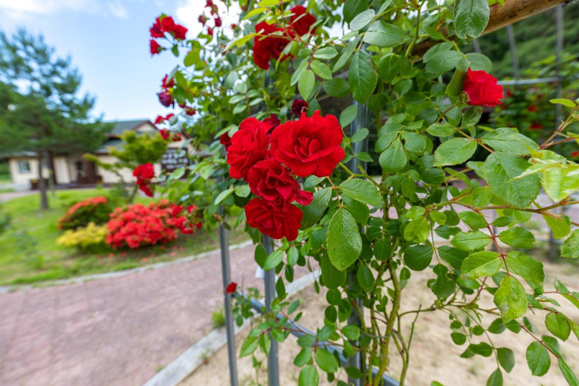 Gangneung Yasaenghwa Maeul Hotel Luaran gambar