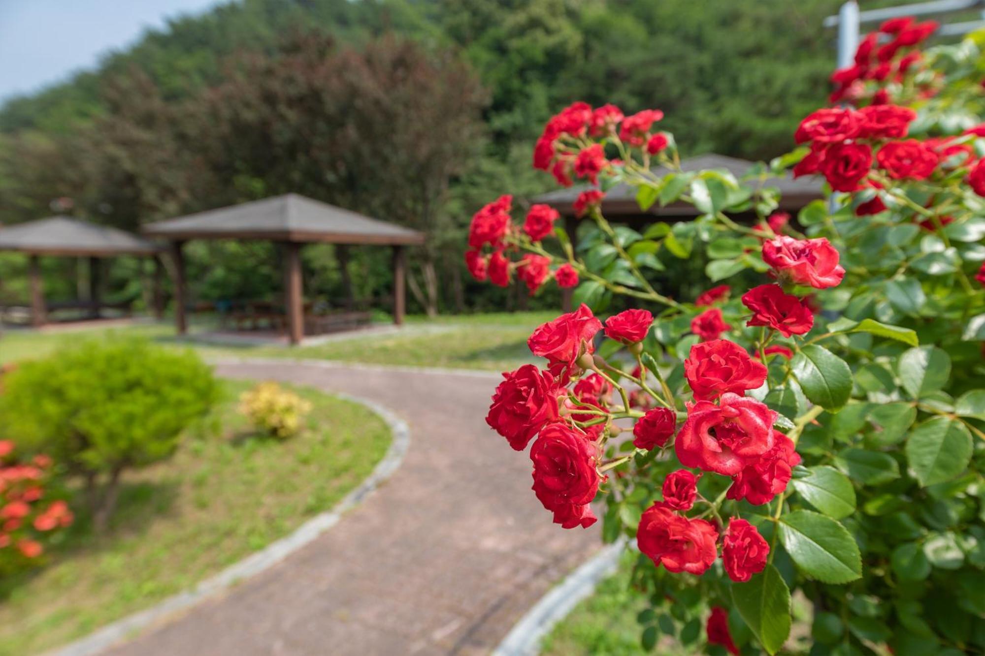 Gangneung Yasaenghwa Maeul Hotel Luaran gambar